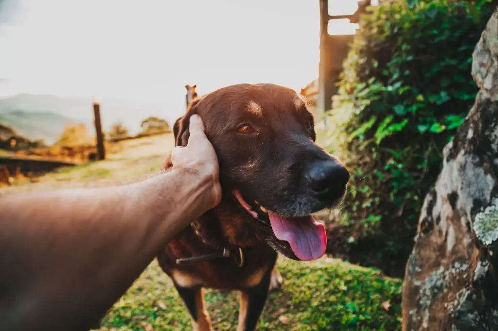 10-tips-on-how-to-calm-a-dog-during-fireworks-glamorous-dogs