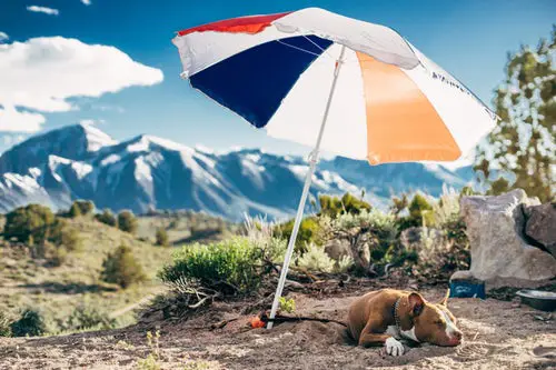 how to keep dogs cool outside shade umbrella dog 