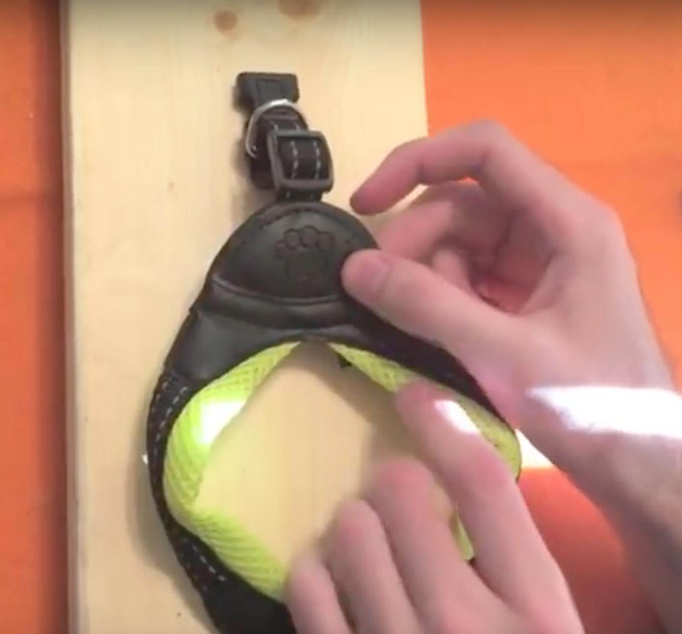 How to Make A Blind Dog Bumper Collar (A DIY Guide Using 9 Items