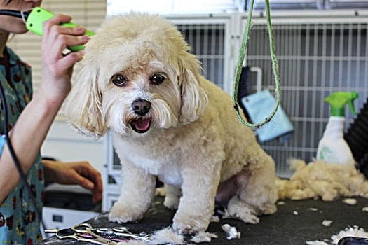 best dog grooming clippers
