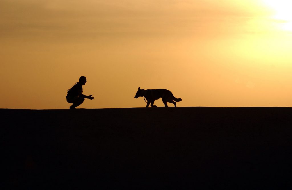 German Shepherd Dog Training F