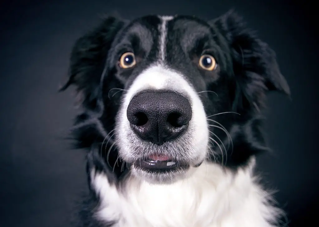 Can Dogs Smell Fear in People and Animals? |