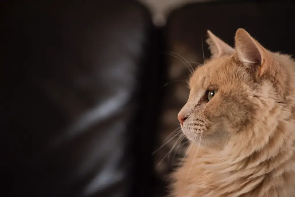 Fluffy, Stocky, or Short-Haired: Learn About the Most Popular Orange Cat Breeds |