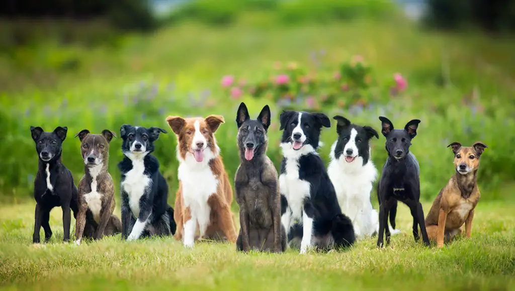 Can Dogs Smell Fear in People and Animals? |