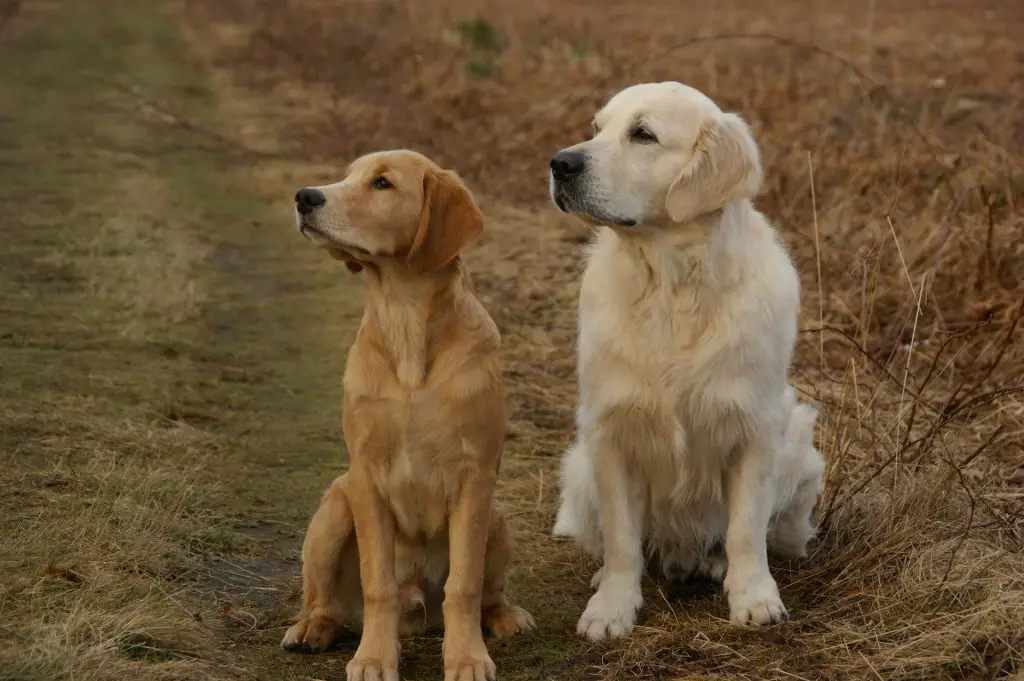 Can Dogs Smell Fear in People and Animals? |