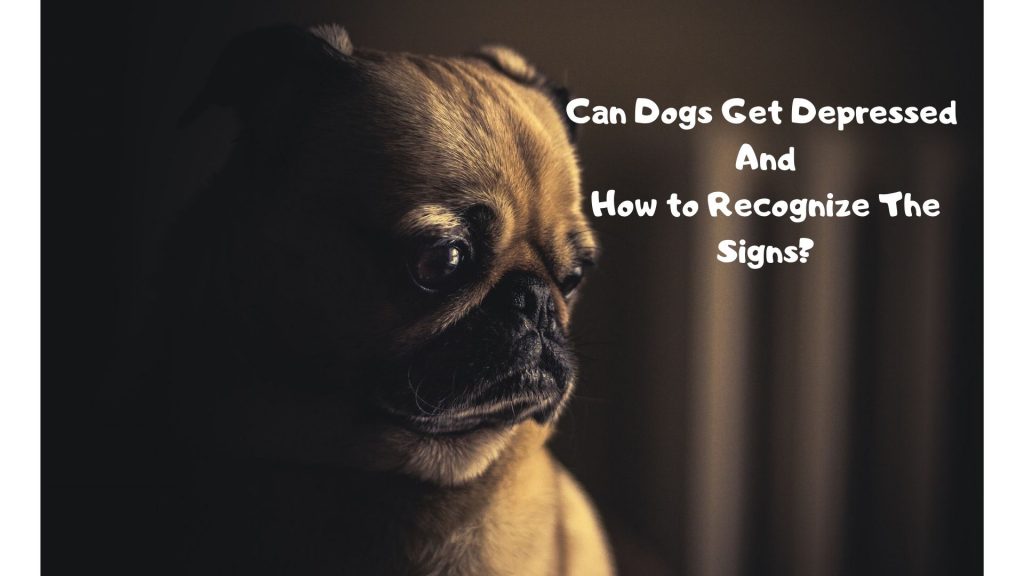 Can Dogs Get Depressed And How to Recognize The Signs Glamorous Dogs