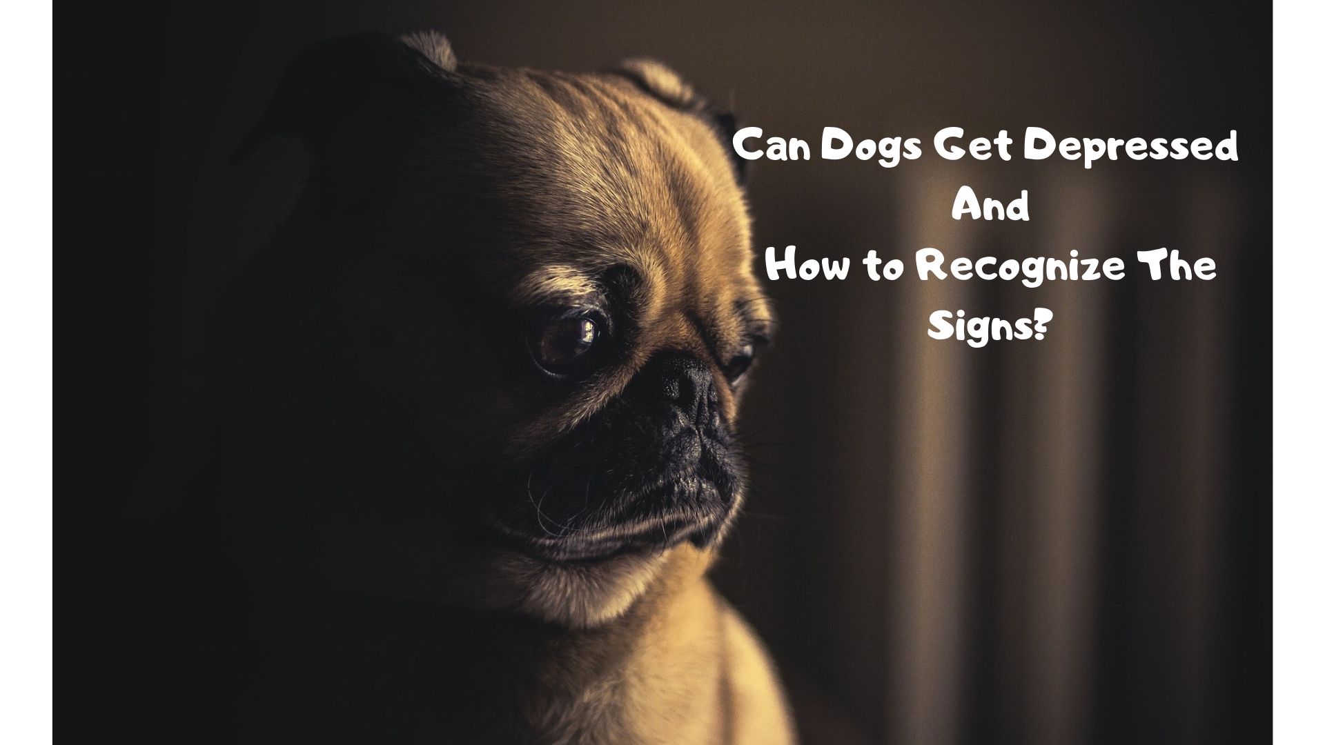 do-dogs-get-depressed-6-reasons-why-your-dog-has-been-acting-weird