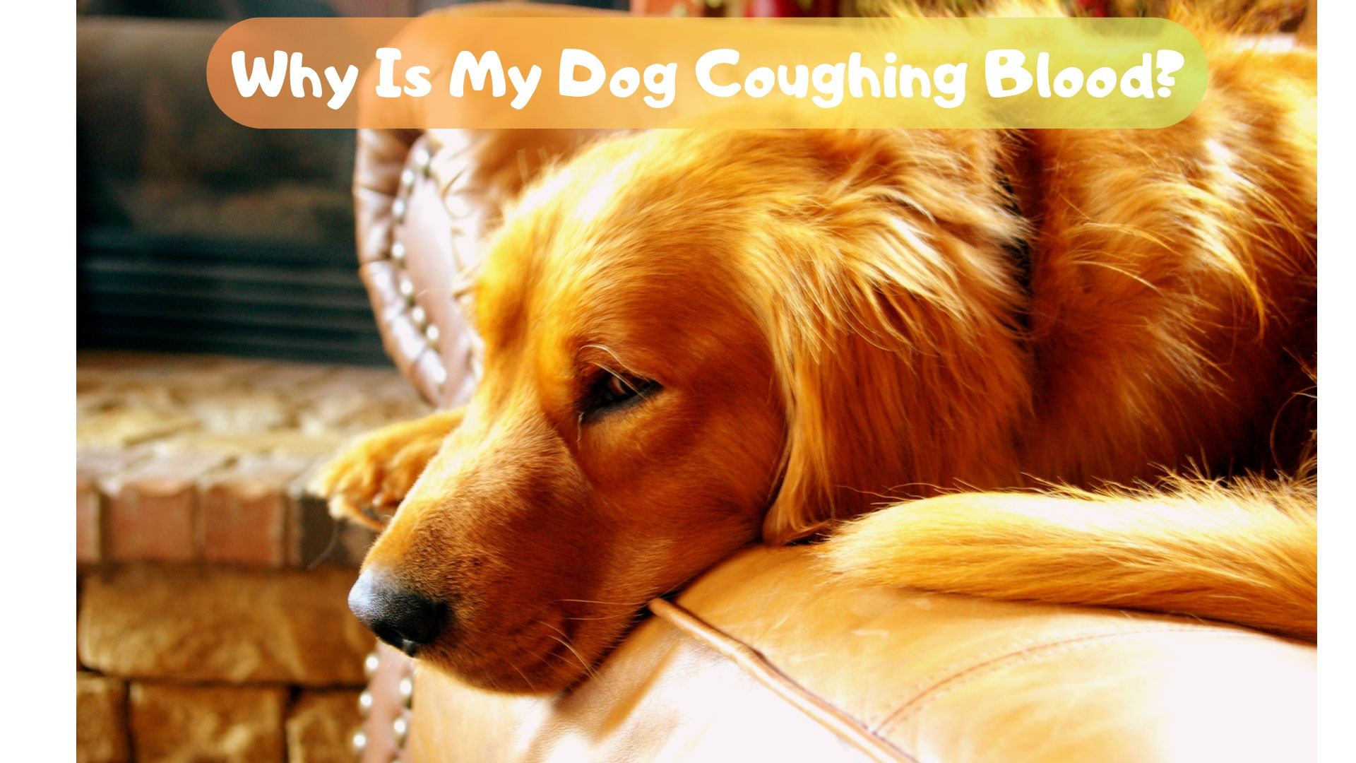 Why Is My Dog Coughing Blood? Glamorous Dogs