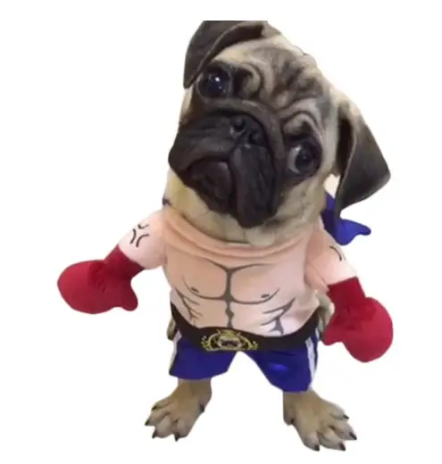 Top 30 Large Dog Halloween Costumes to Glamour Up Your Dog |