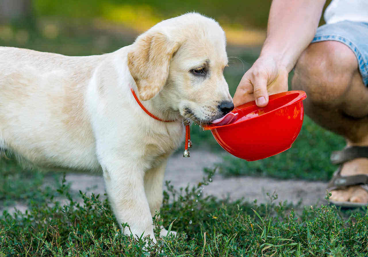 Is It Safe For Dogs to Drink Milk? Glamorous Dogs