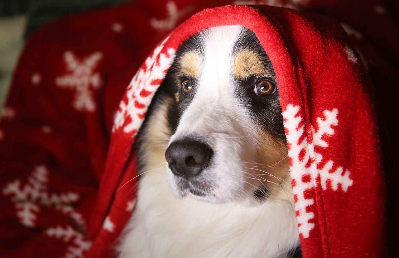 DIY Pet-themed Christmas Ornaments