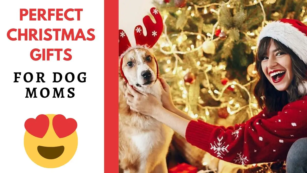 25+ Heartwarming Christmas Gifts that Every Dog Mom Will Love |