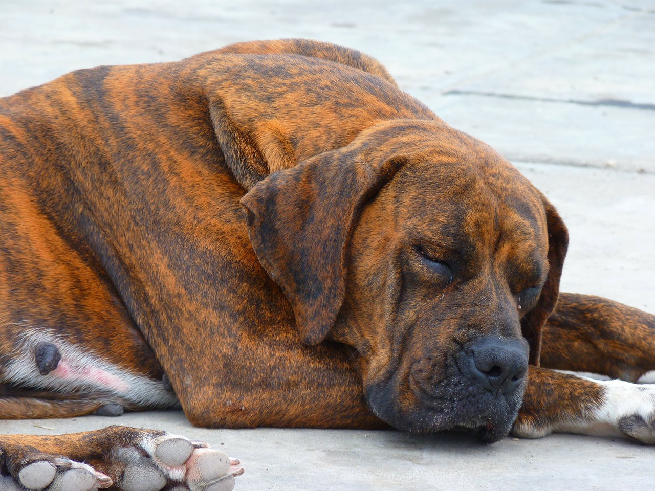 Why Larger Dogs Die Younger? Glamorous Dogs
