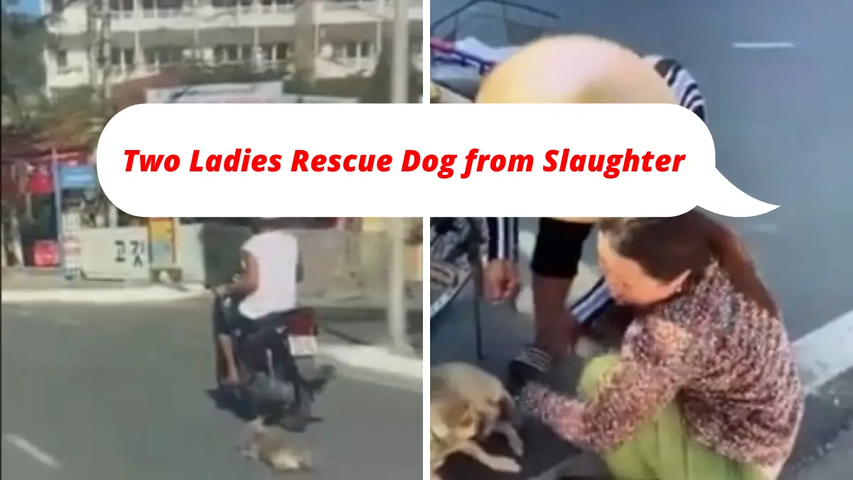 Two Women Rescue Dog Dragged Along Scooter On Its Way to Be Sold for Meat |