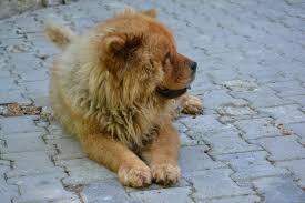 What Do Dog Sleeping Positions Mean- A dog sleeping in the lion sleeping pose