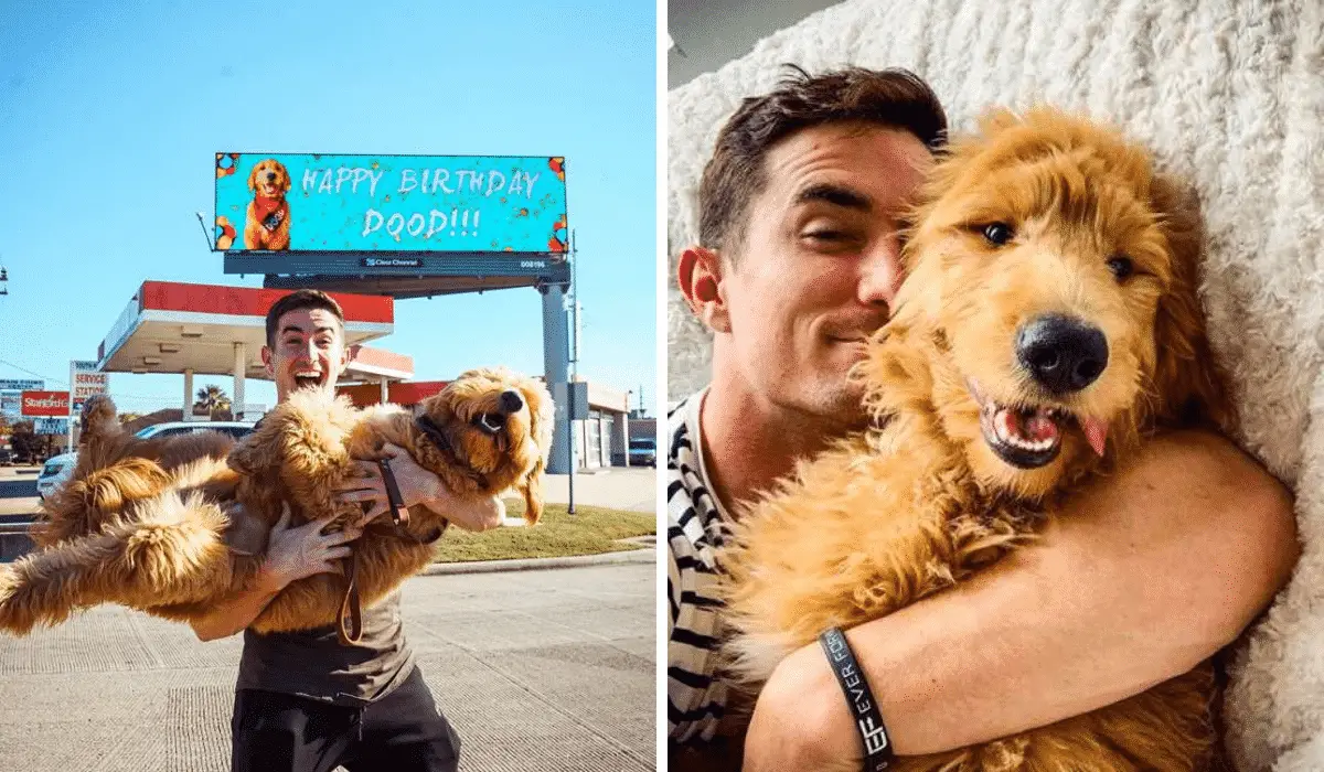 Man Rents a Billboard To Celebrate His Dog's Special Day | Glamorous Dogs