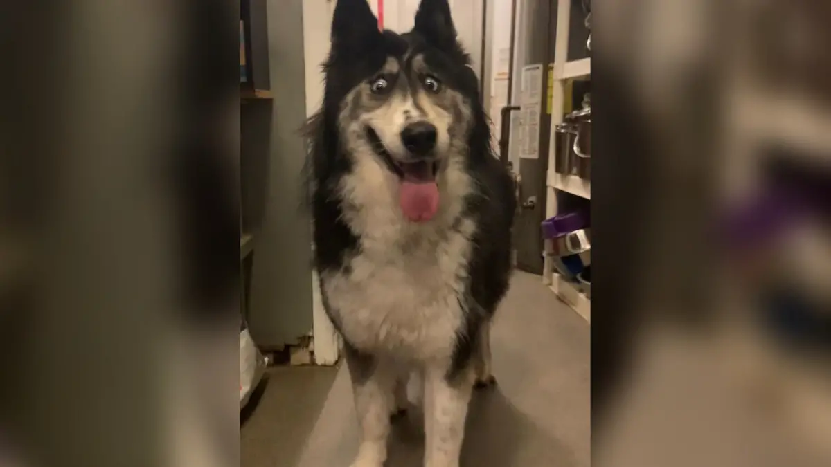 CrossEyed Husky Can't Find a Loving Home Because "She Looks Funny