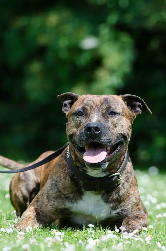 American Staffordshire Terrier Lab mix