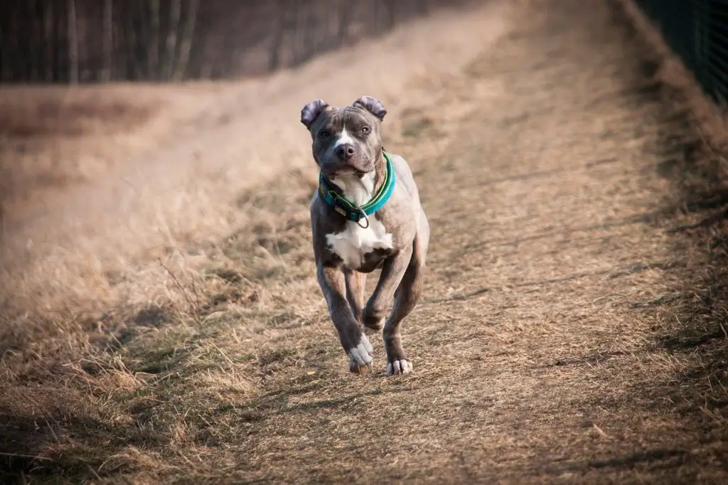 American Staffordshire Terrier Lab mix