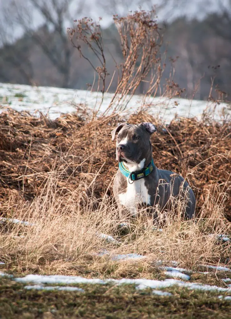 American Staffordshire Terrier Lab mix