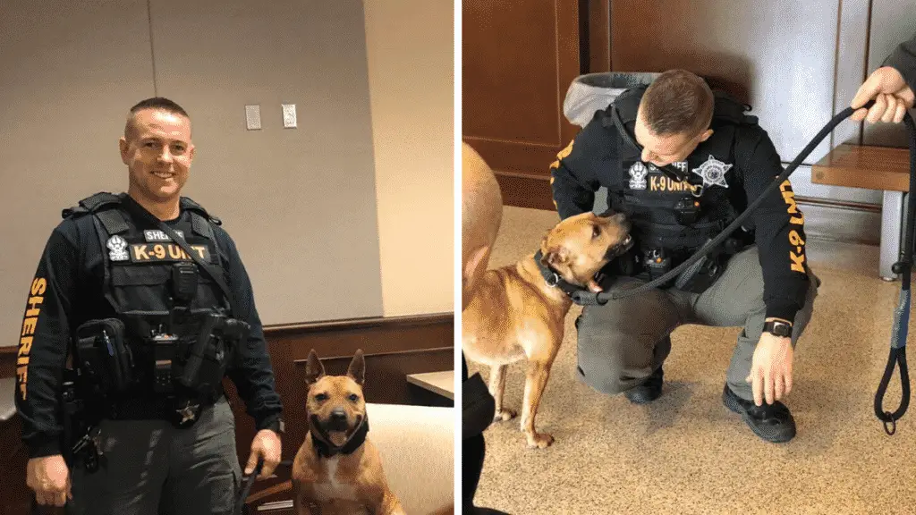The Story of How A Pitbull Transformed from a Fighting Dog to a K9