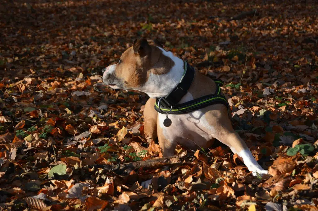 American Staffordshire Terrier Lab mix