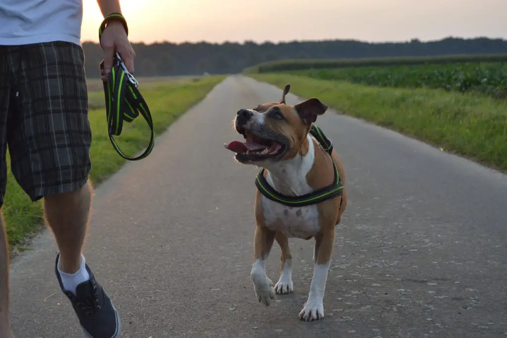 American Staffordshire Terrier Lab mix