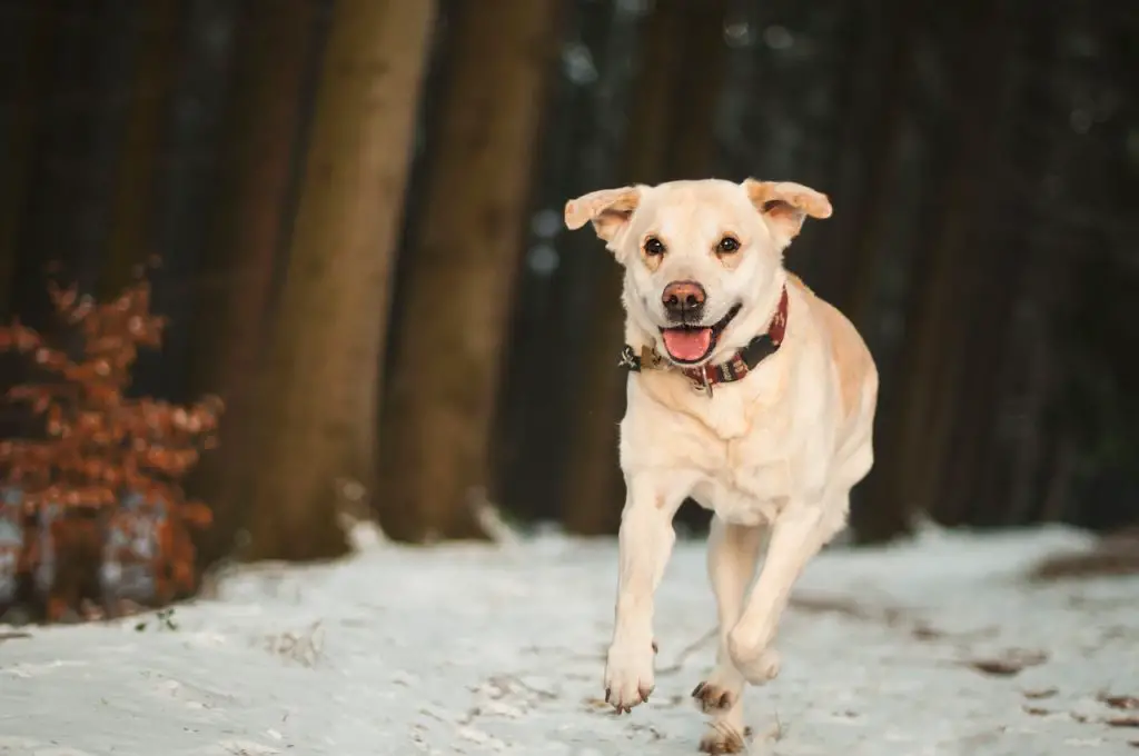 American Staffordshire Terrier Lab mix