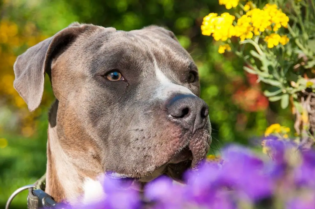 the American Staffordshire Terrier Lab mix 