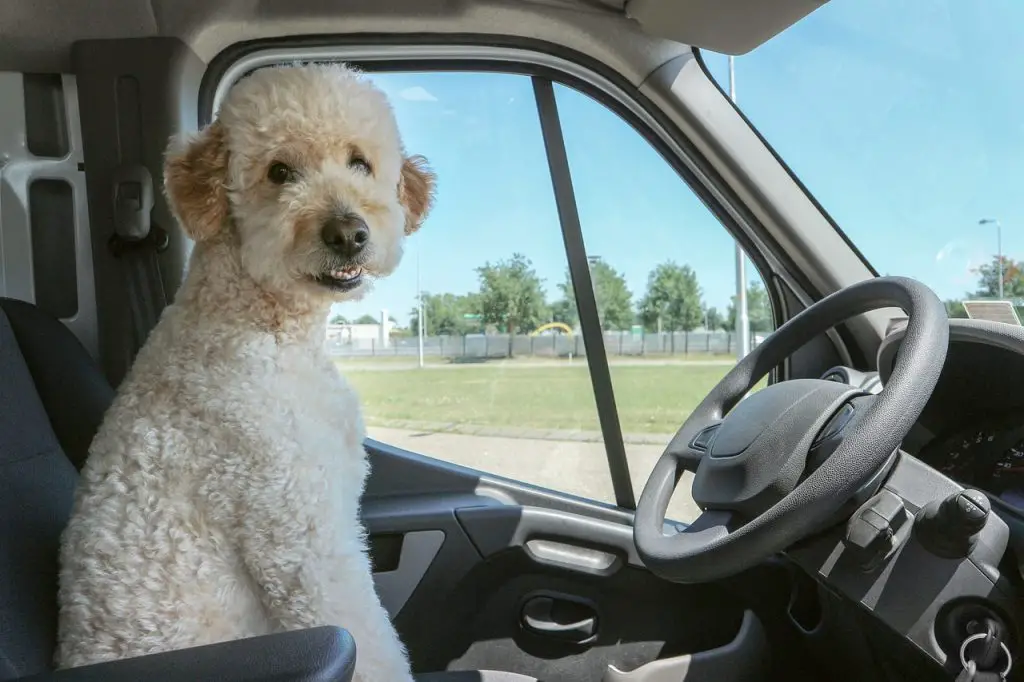 How to Transport Dog in Pickup Truck Safely? | Glamorous Dogs