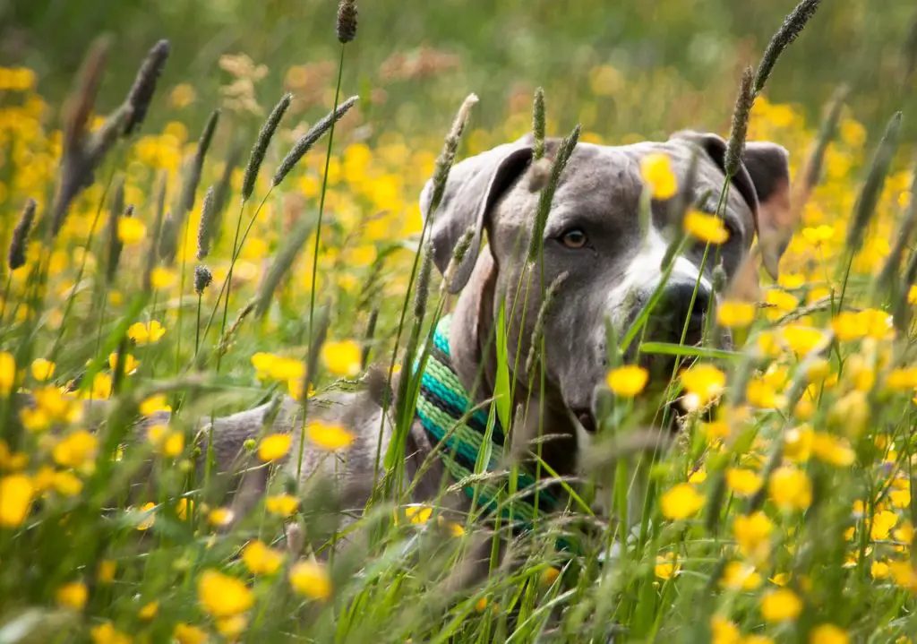 the American Staffordshire Terrier Lab mix 