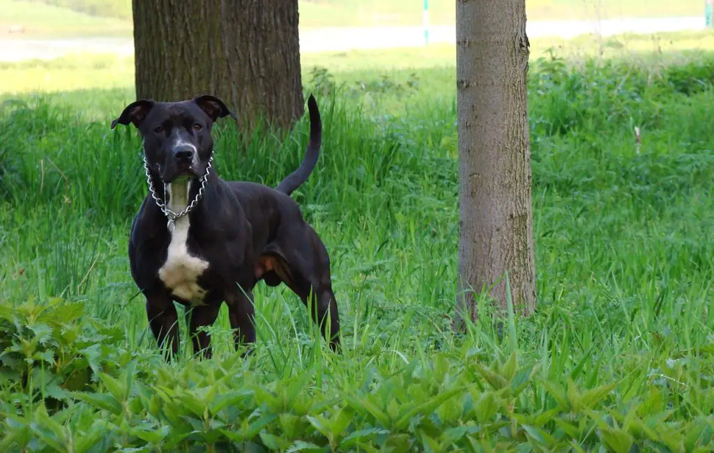 the American Staffordshire Terrier Lab mix 