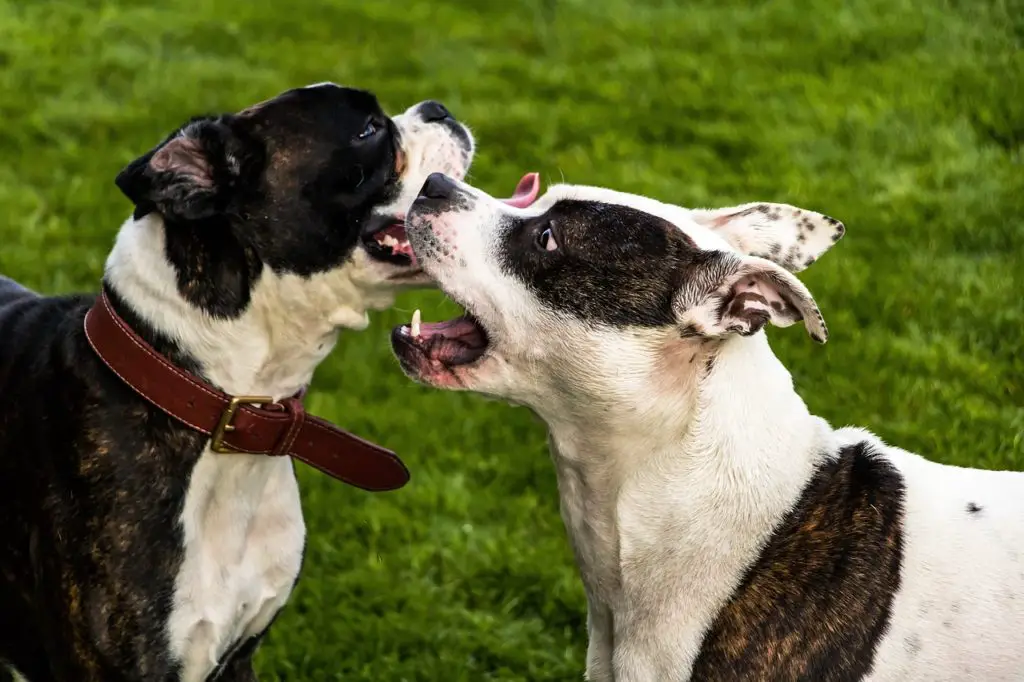 American Staffordshire Terrier Lab mix