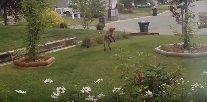 Dog Starts Barking Angrily At Front Garden, Then the Fox Comes in |