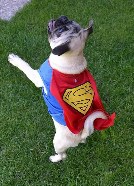 A dog dressed in a superman costume
