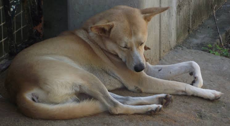 What Do Dog Sleeping Positions Mean? What Do Dog Sleeping Positions Mean- A dog sleeping in the side sleeping pose