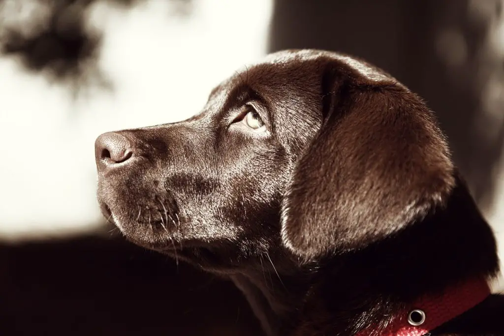 American Staffordshire Terrier Lab mix