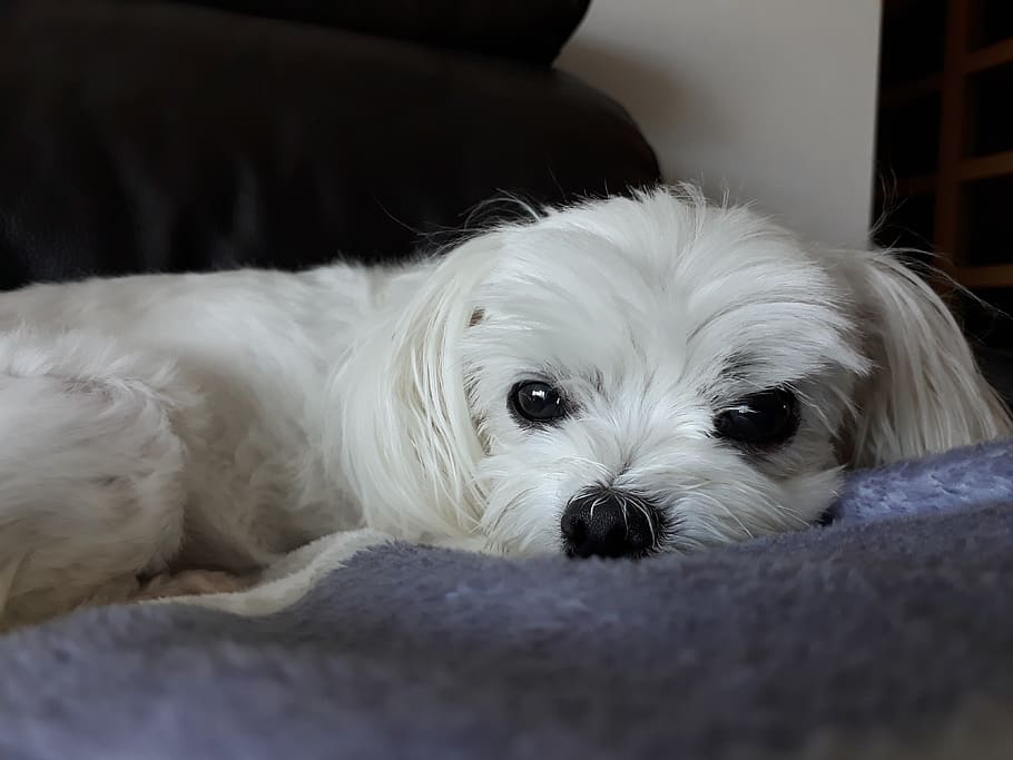 Dog laying down in the belly curl position