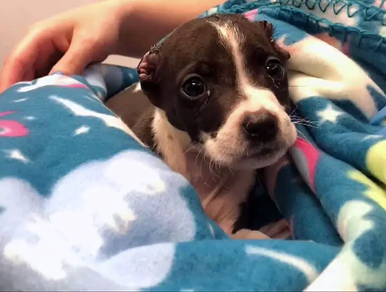 Man Cuts Puppy's Ears Off Scissors To 