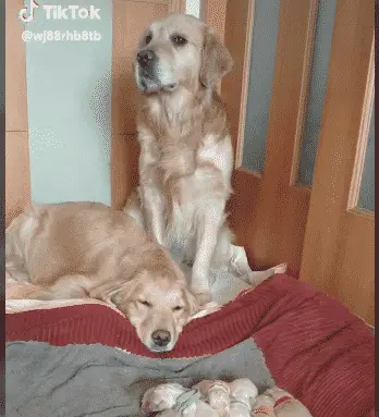 Tik Tok Video of Golden Retriever and Her Puppies is 