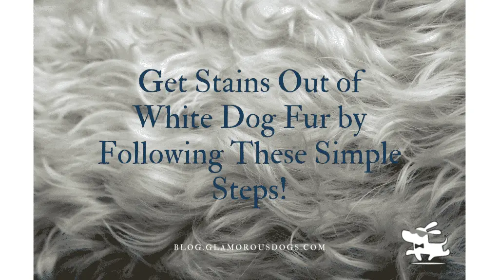 Get Stains Out of White Dog Fur by Following These Simple Steps