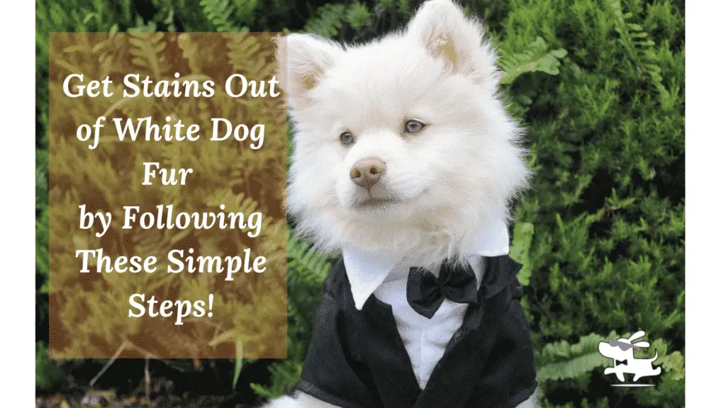 Get Stains Out of White Dog Fur  by Following These Simple Steps!