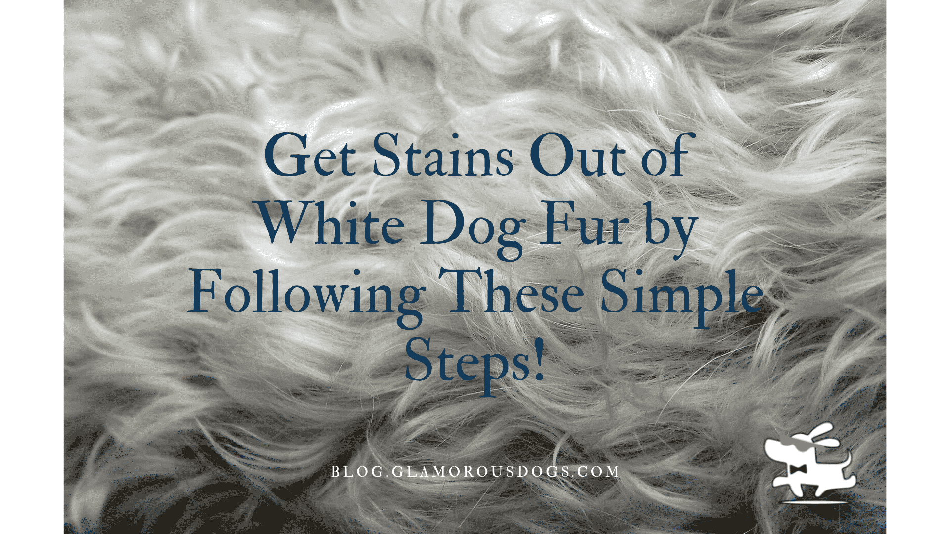 Get Stains Out of White Dog Fur by Following These Simple Steps!