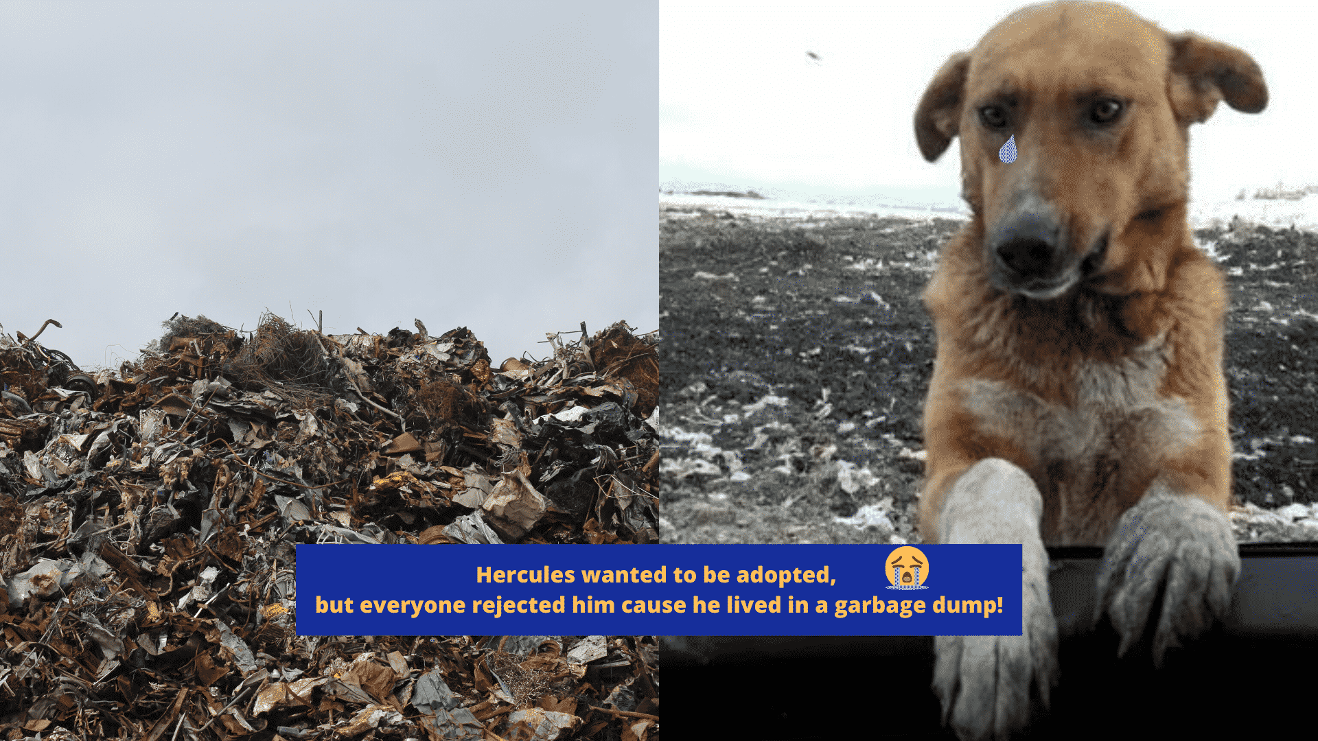 This Dog Lived at a Garbage Dump in Turkey and Begged People to Adopt ...