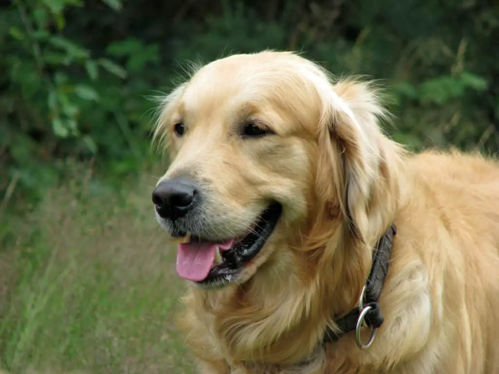 Get Stains Out of White Dog Fur  by Following These Simple Steps- A happy dog