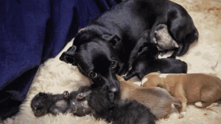 Mother Dog Nurses and Raises Kittens As If They Are Her Own Along With Her Three Puppies