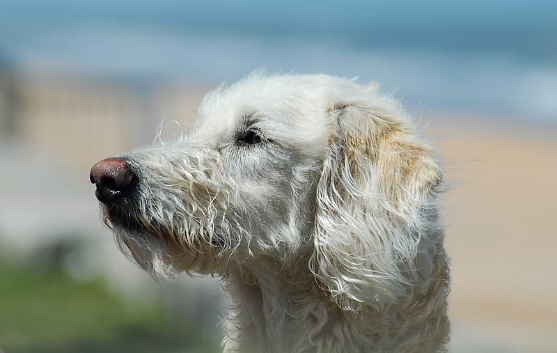 Get Stains Out of White Dog Fur by Following These Simple Steps