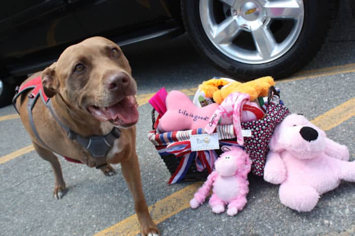 5 Heroic Dogs Prove that A Dog Is A Man's Best Friend! |