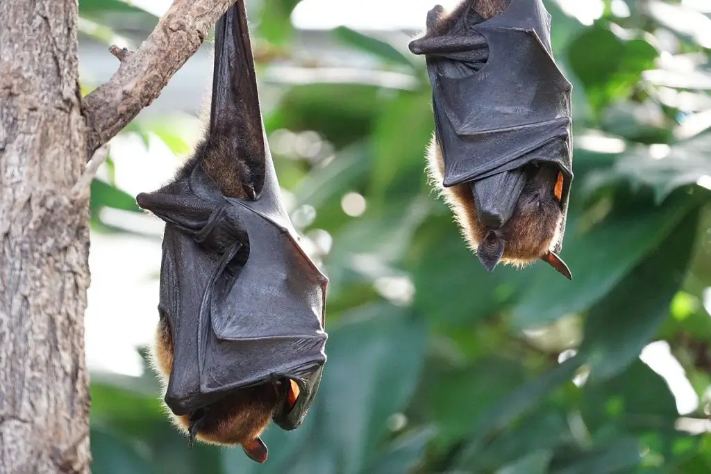 Indonesia Burns Hundreds of Bats in Pits Raging With Fire Because of