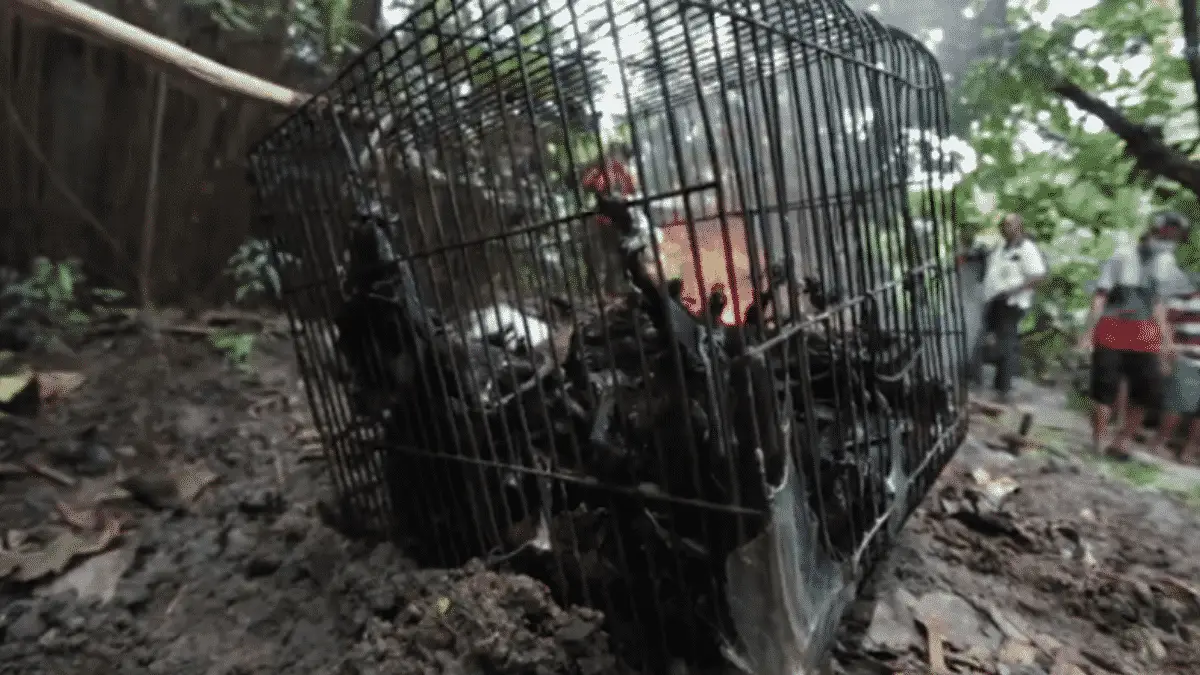 Indonesia Burns Hundreds of Bats in Pits Raging With Fire Because of